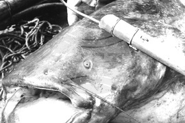 Видин - Никулден