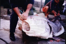 Видин - Никулден