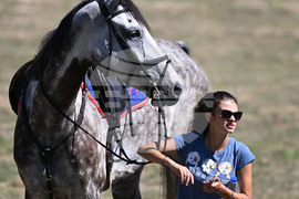 Цар Калоян - Конни състезания "КонкурИпик"