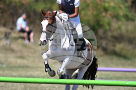 Цар Калоян - Конни състезания "КонкурИпик"