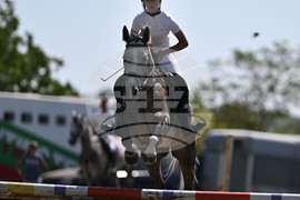 Цар Калоян - Конни състезания "КонкурИпик"