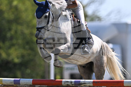 Цар Калоян - Конни състезания "КонкурИпик"