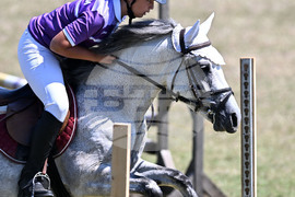 Цар Калоян - Конни състезания "КонкурИпик"