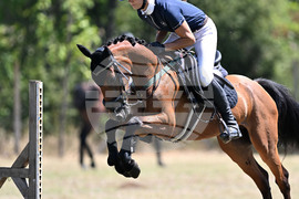Цар Калоян - Конни състезания "КонкурИпик"