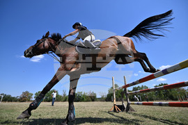 Цар Калоян - Конни състезания "КонкурИпик"