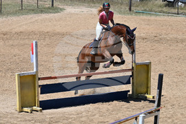 Вършец - конни състезания