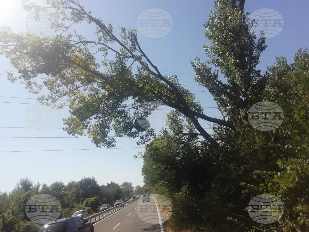 Затварят пътя Черноморец - Созопол заради опасно наклонено дърво