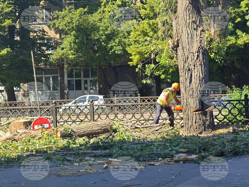 В Плевен премахват опасни тополи в централната градска част