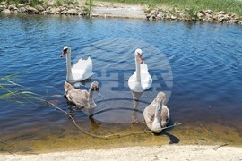 Село Езерец - лебеди