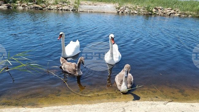 Село Езерец - лебеди