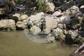 Русе - река Дунав - ниво