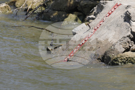 Русе - река Дунав - ниво