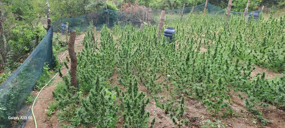 Апелативна прокуратура – Пловдив: Районна прокуратура – Стара Загора привлече като обвиняеми и задържа двама мъже за отглеждане и притежание на наркотични вещества 