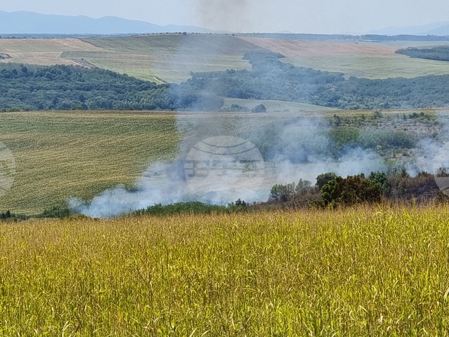 Пожар унищожи 200 декара пшеница и 20 декара широколистна гора в землището на кулското село Цар Петрово