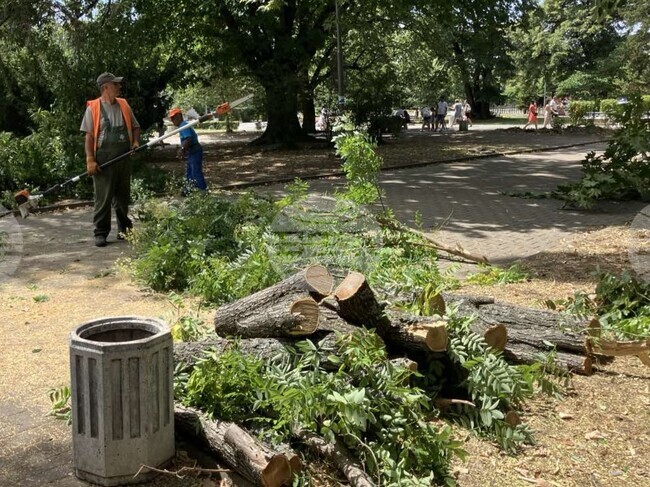 Екип на общинската администрация обследва състоянието на дърветата в Кърджали 