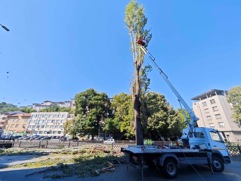 Община Плевен: Удължават с още седмица ограничението на движението по част от ул. „Дойран“ заради планирано рязане на тополи