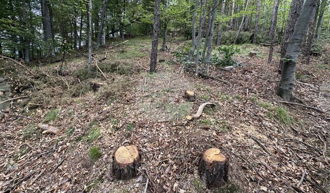 Дървосекач пострада, след като върху него падна дърво край маданското село Студена