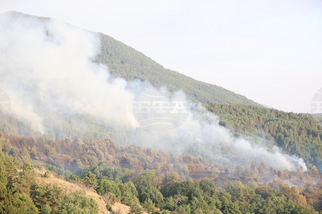 Албанските власти арестуваха 26-годишен мъж за умишлен палеж с цел прочистване на терен за пасища 