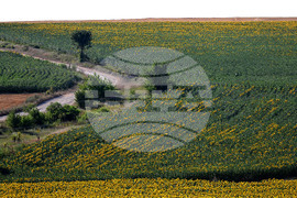 Село Божурово - слънчогледови поля