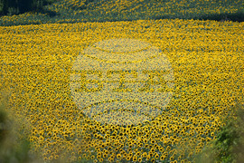 Село Божурово - слънчогледови поля