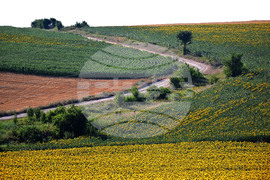 Село Божурово - слънчогледови поля
