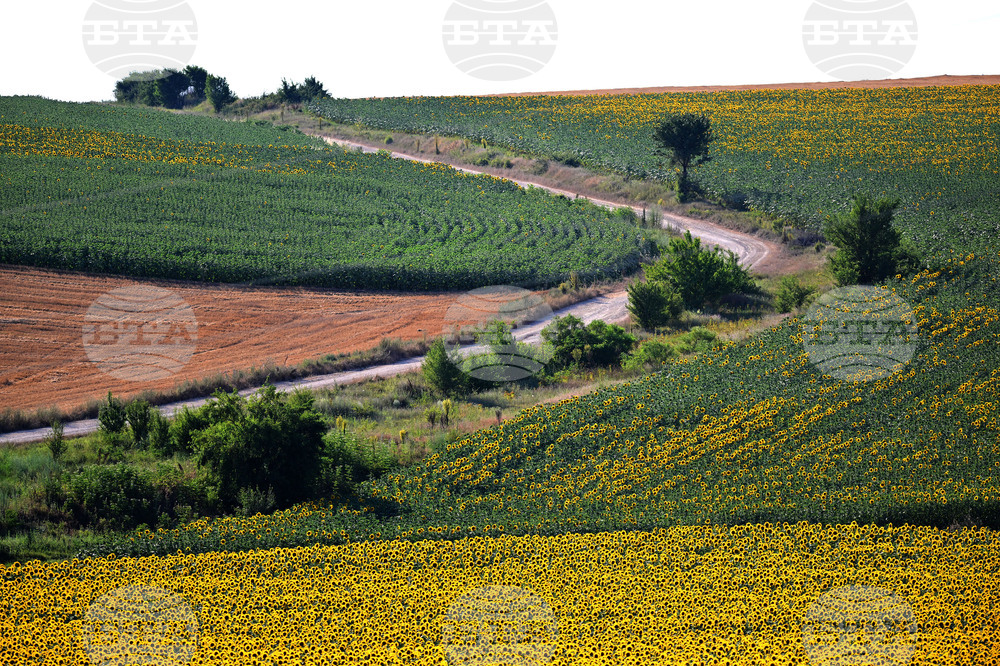 Село Божурово - слънчогледови поля