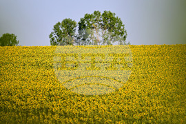 Село Божурово - слънчогледови поля