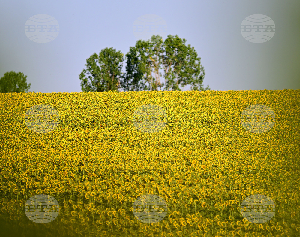 Село Божурово - слънчогледови поля
