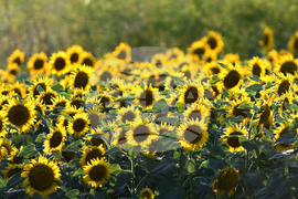 Село Божурово - слънчогледови поля