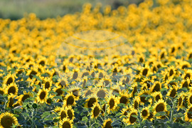 Село Божурово - слънчогледови поля