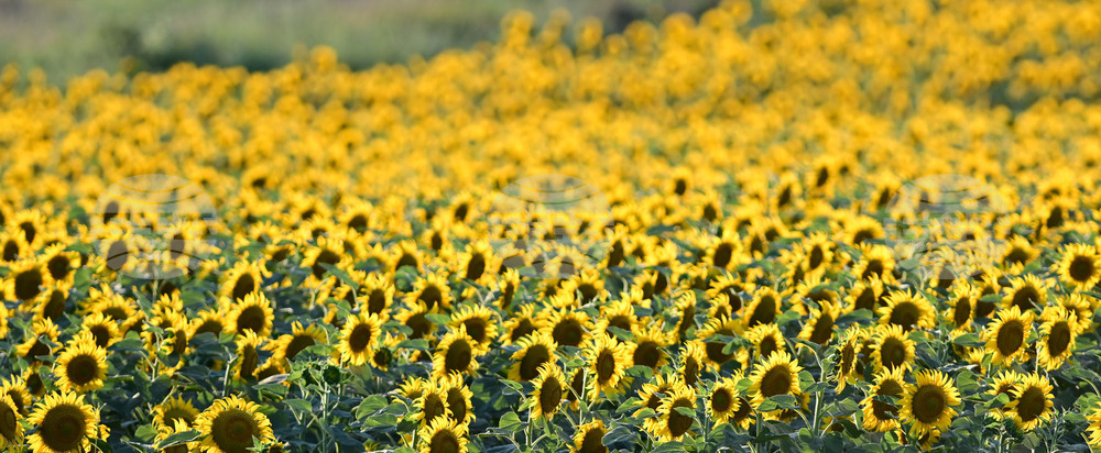 Село Божурово - слънчогледови поля
