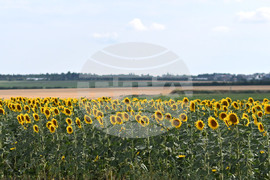 Село Божурово - слънчогледови поля