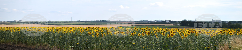 Село Божурово - слънчогледови поля