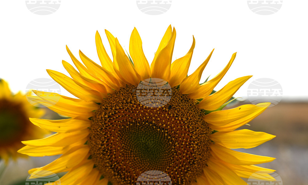 Село Божурово - слънчогледови поля