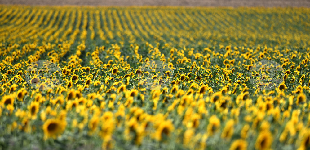 Село Божурово - слънчогледови поля