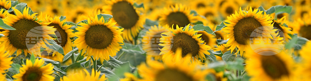 Село Божурово - слънчогледови поля