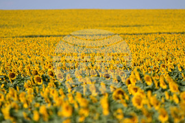 Село Божурово - слънчогледови поля