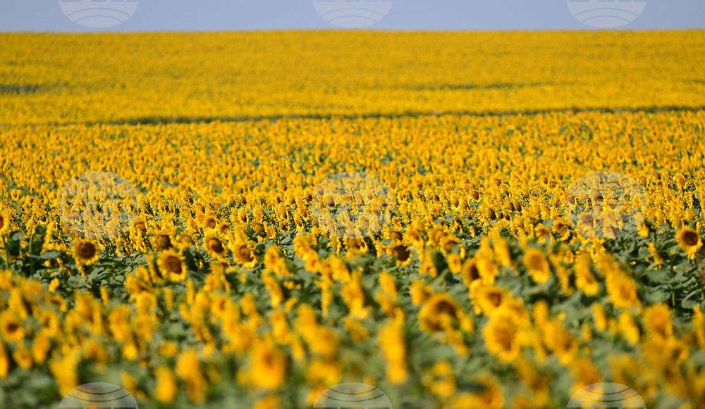Село Божурово - слънчогледови поля