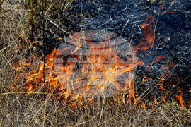 Варна - сухи треви - пожар