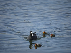 Paris Olympics Rowing
