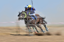 Завет - конни надбягвания