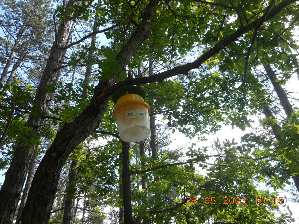 Община Кюстендил: Информация за фитосанитарното състояние на лесопарк „Хисарлъка“