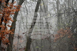 Село Голям Поровец - мъгливо време