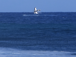 Paris Olympics Surfing