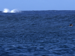 Paris Olympics Surfing