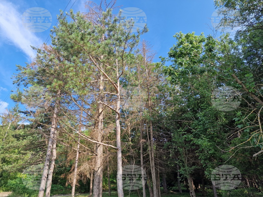 Климатичните промени способстват за развитието на вредители и болести в природата, каза директорът на Регионалната дирекция по горите - Шумен