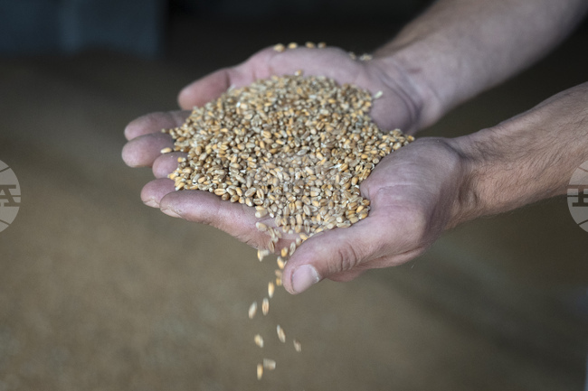 Индонезия ще купува пшеница от САЩ в опит да избегне налагането на допълнителни мита