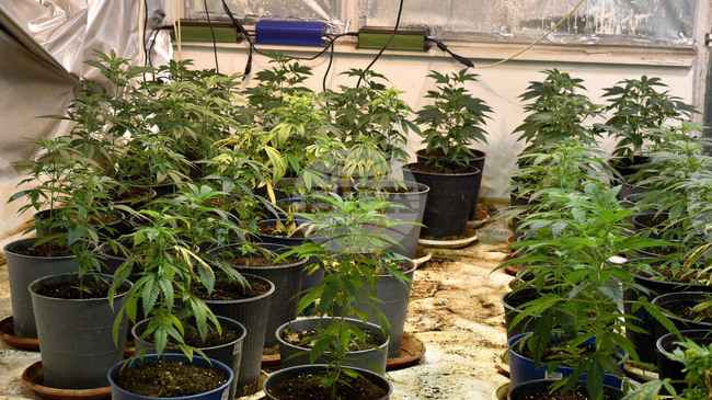 Полицията във Варна разкри поредна наркооранжерия