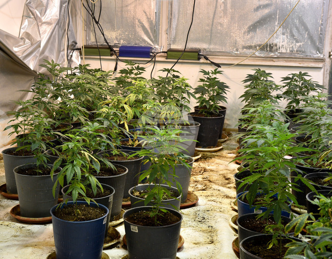 Апелативният съд във Варна потвърди присъда за държане и отглеждане на марихуана