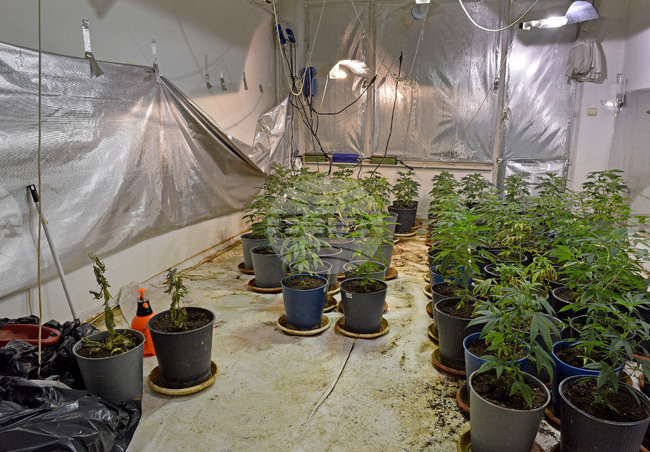 Четирима души са привлечени като обвиняеми за отглеждане, производство и разпространение на марихуана